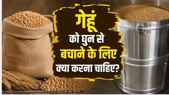 gehu me ghun lagne se kaise bachaye | How to keep weevils away