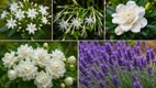 Best fragrant-plants| ghar-ko-mehkane-wale-khushbudar-paudhe