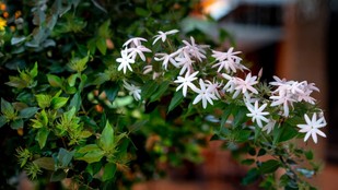 mogra plant care tips | gardening tips | homemade fertilizer for mogra plant