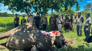 joymala elephant kaziranga, patrol elephant joymala dies,