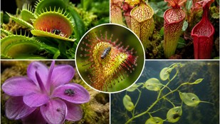 keetbhakshi paudhe | mansahari paudhe | carnivorous-plants
