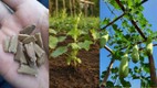 how to grow lauki at home | bottle gourd growing tips | Can we grow bottle gourd at home