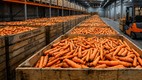 madhya pradesh | carrots | cold storage |