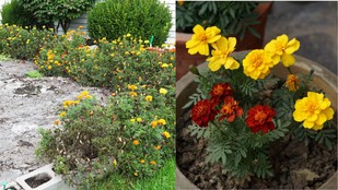 marigold plant care tips | gardening tips | how to save dying marigold plant