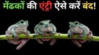 medak ko ghar se kaise nikale | mendhak ko ghar mein aane se kaise roke | How to keep frogs away from house home remedies