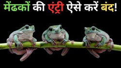 मेंढकों से हैं परेशान, नमक समेत ये उपाय उन्हें घर से दूर रखने में कर सकते हैं मदद