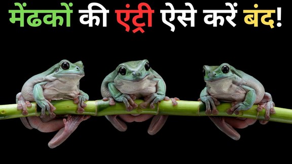 medak ko ghar se kaise nikale | mendhak ko ghar mein aane se kaise roke | How to keep frogs away from house home remedies