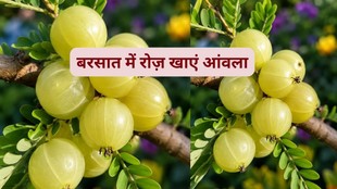 Amla benefits in monsoon, बारिश में आंवला खाने के फायदे, Immunity booster foods for rainy seaso,Amla benefits,Indian gooseberry health benefits,Amla for immunity,Amla nutrition,
