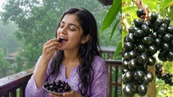 Monsoon Health Tips: मानसून में जामुन खाने से बढ़ती है इम्यूनिटी और बीमारियों से होता है बचाव? आयुर्वेद विशेषज्ञ से समझें इसके फायदे और सावधानियां