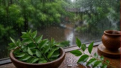 Monsoon Health: बारिश में कमजोर इम्यूनिटी को बूस्ट कर सकता है करी पत्ता; आयुर्वेदिक एक्सपर्ट से जानिए खाने का सही तरीका और फायदे