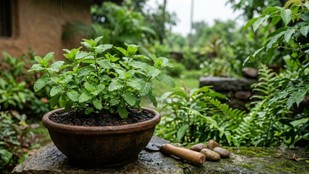 monsoon gardening tips | mint plant in monsoon | pudina ke paudhe ka kharab kyu hota hai