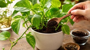 Money-plant-me-chai-patti-dalna | Money Plant Care Tips