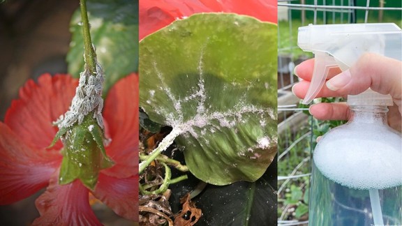 natural spray for mealybugs | home remedies for mealybugs | homemade spray for mealybugs