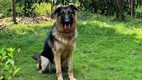 german shepherd dog| leopard attack| gujarat news