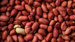 सील गई है मूंगफली तो फेंकने से पहले जान लें दोबारा इस्तेमाल करने के 7 आसान तरीके