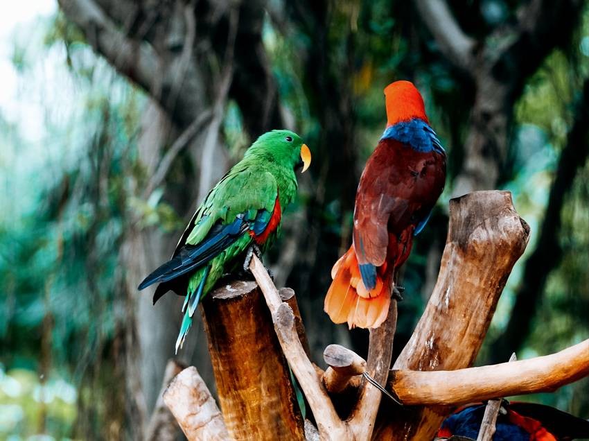 birds