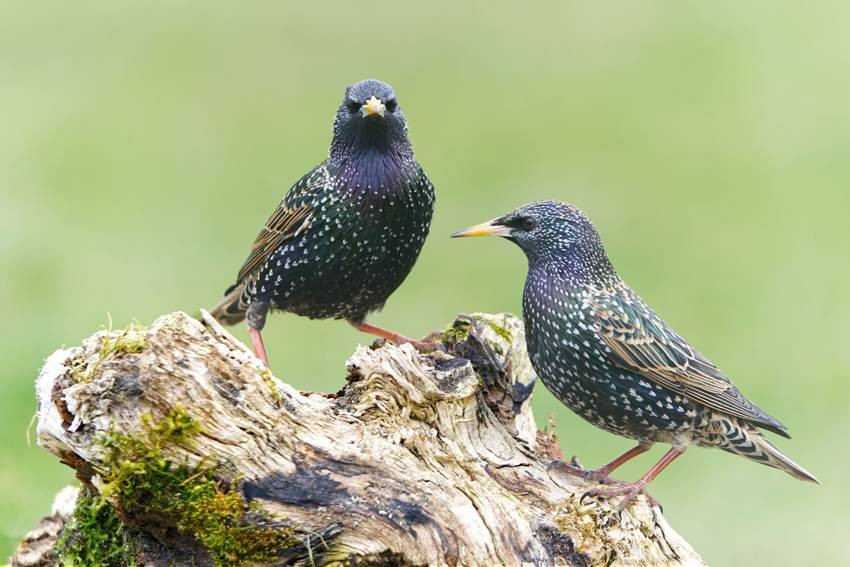 poisonous birds