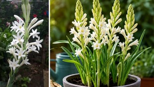 Rajnigandha flower | How to grow tuberose in pots | Rajnigandha plant