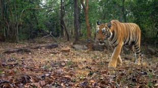 tiger conservation | india | tigers |