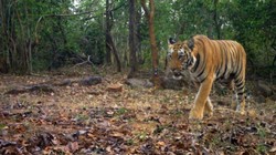 चुनौती : बाघों के सुरक्षित घर में अब भी 742 गांव, 97,786 परिवार को खतरा