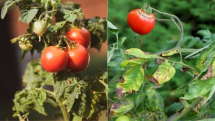 How to fix yellowing tomato plant leaves | tomato plants turning yellow causes | tips to take care tomato plants