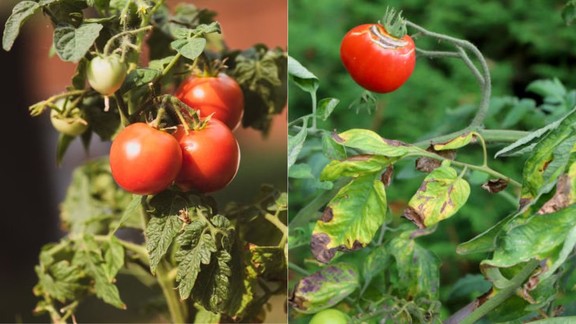 How to fix yellowing tomato plant leaves | tomato plants turning yellow causes | tips to take care tomato plants