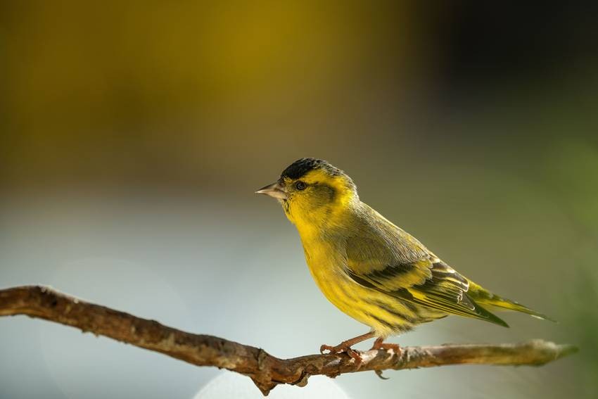 toxic birds