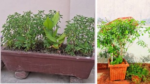 tulsi-ke-paas-kaun-se-paudhe-na-lagaye | plants | tulsi