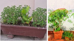 अगर चाहते हैं हरी-भरी तुलसी, तो इसके पास भूलकर भी न लगाएं ये 3 पौधे