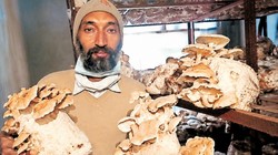 मशरूम की खेती से 20 लाख रुपए साल के कमा रहे पंचकूला के वीजेंद्र, पत्नी ने भी छोड़ दी सरकारी नौकरी