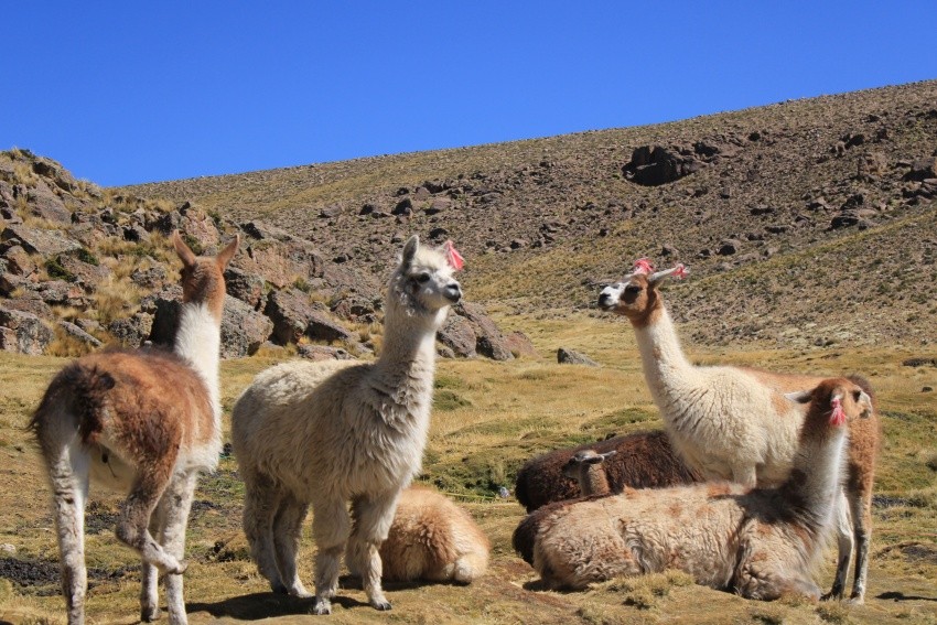 llama facts