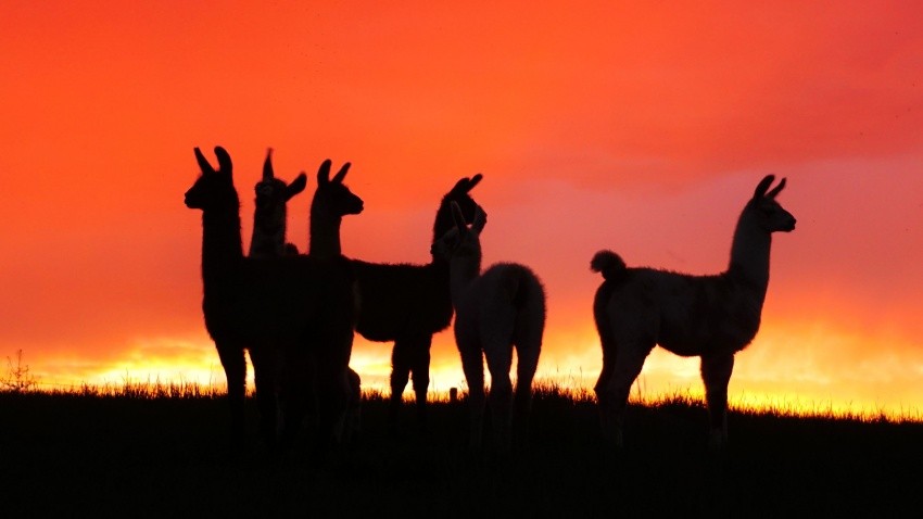 why do llamas spit
