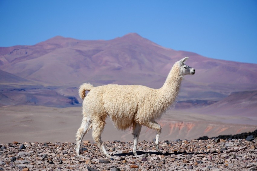 weird animal facts