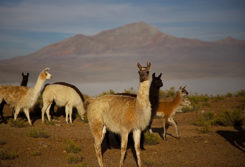 llama defense mechanism