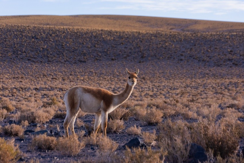 llama behavior