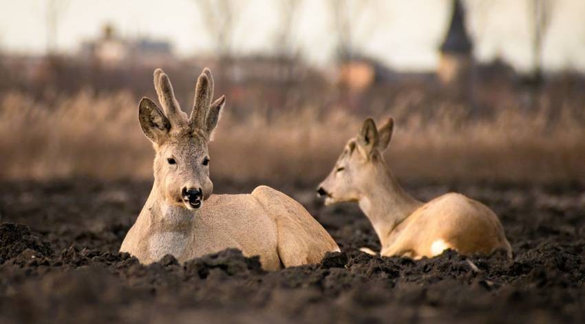Animals that can pause pregnancy