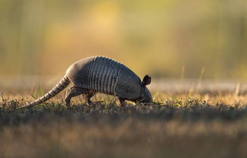 Armadillos
