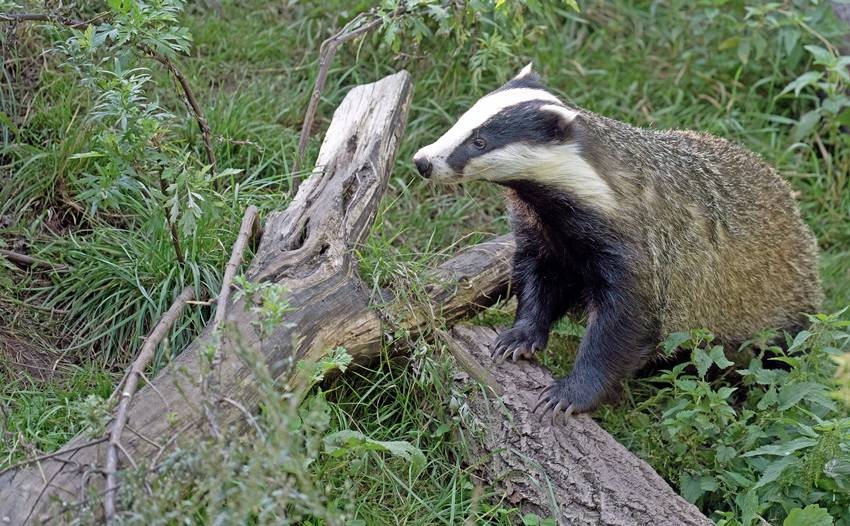 Badgers