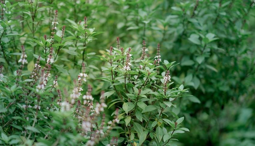 Basil