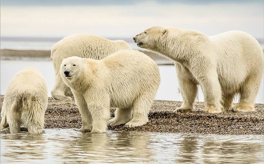 Bears