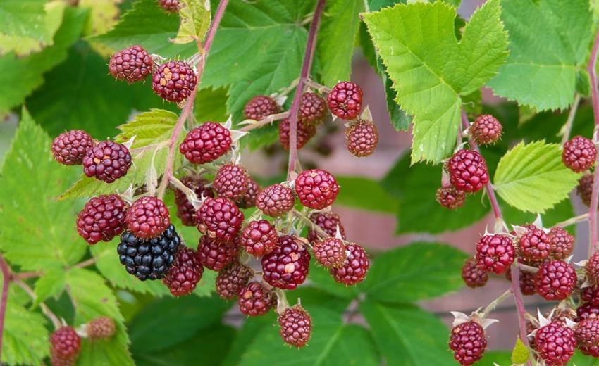Berry