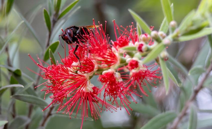 Bottlebrush