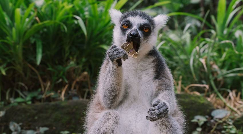 Eastern lesser bamboo lemur
