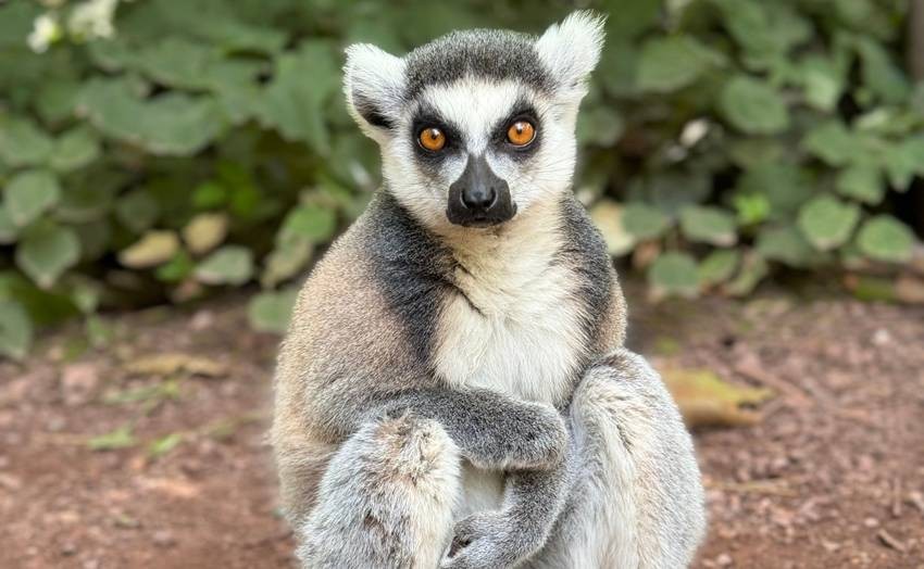 Eastern lesser bamboo lemur facts