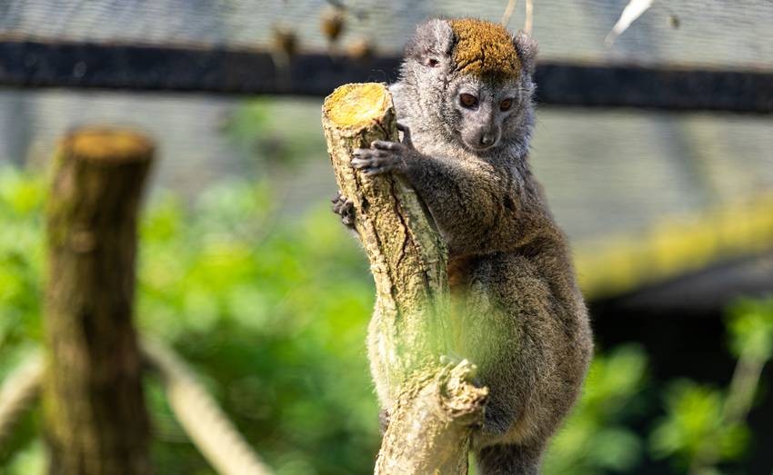 Gray bamboo lemur