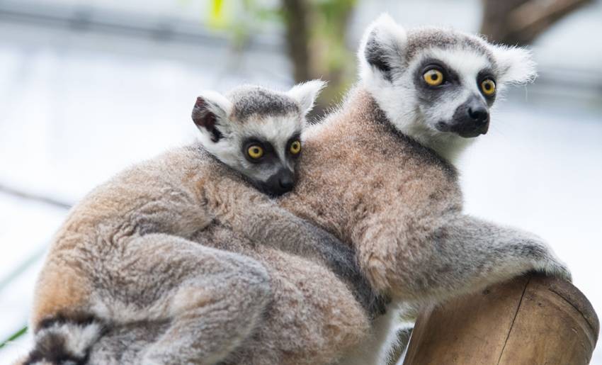 Gray gentle lemur