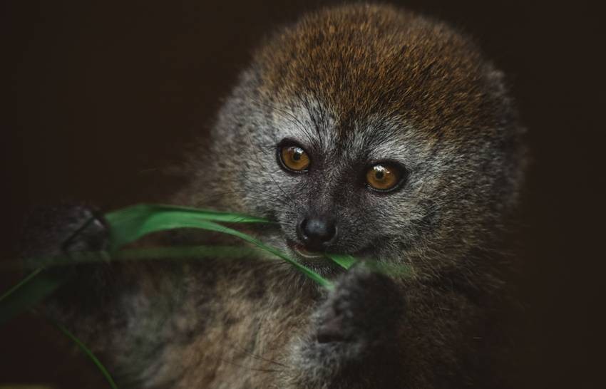 Animals that eat bamboo