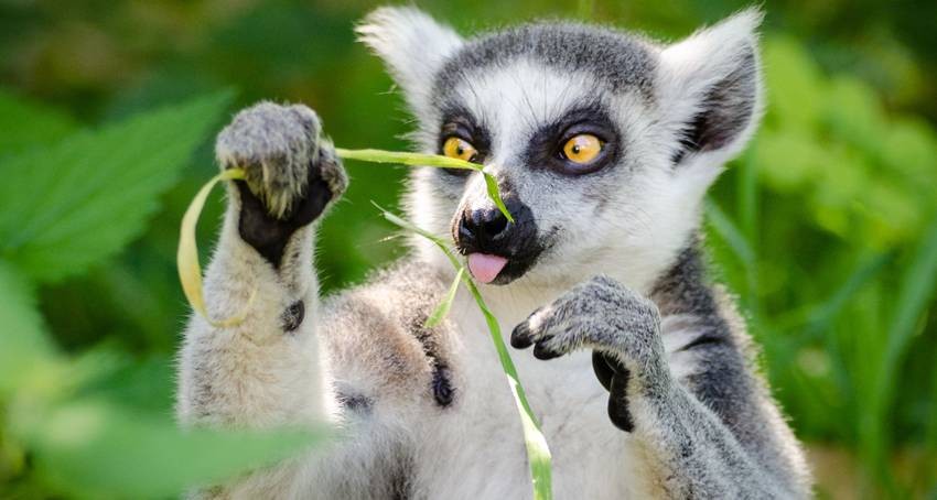 Bamboo eating animals