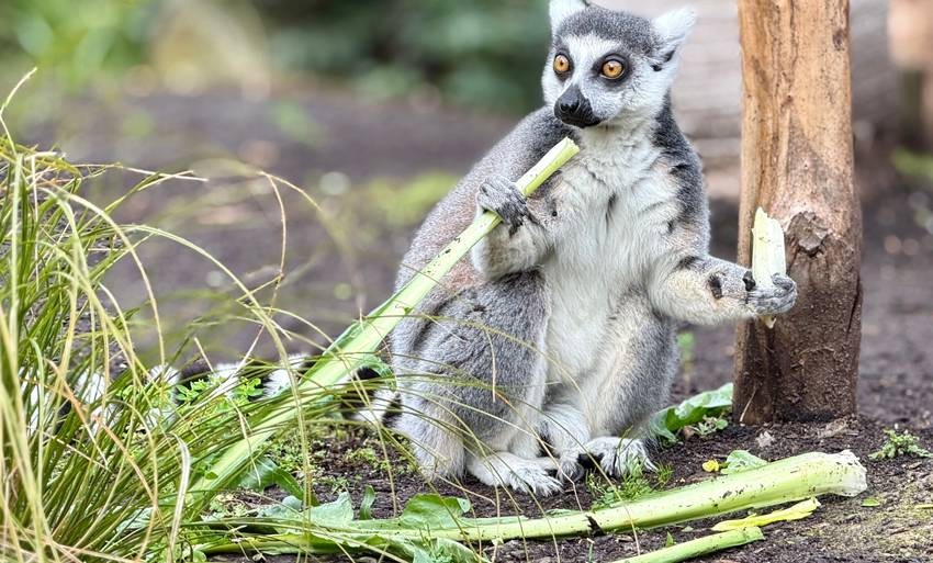Bamboo lemur