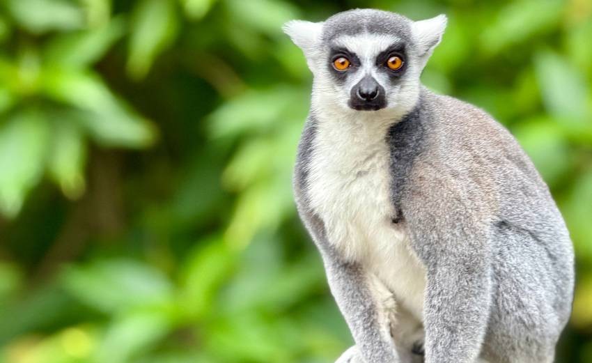 Bamboo lemur diet